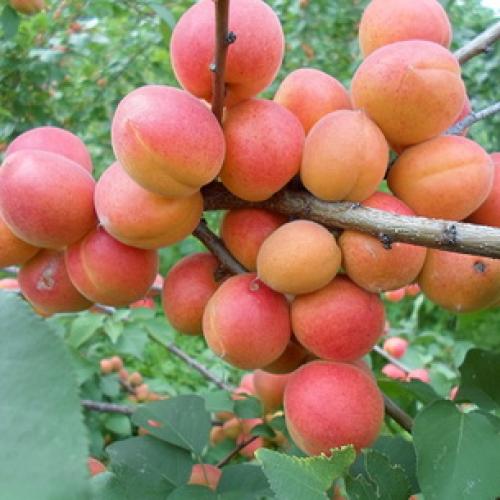 7 лучших зимостойких сортов абрикосов. Лучшие сорта абрикоса 02