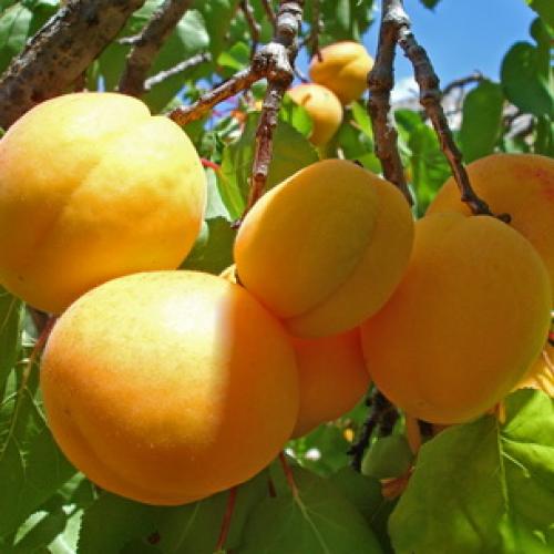 7 лучших зимостойких сортов абрикосов. Лучшие сорта абрикоса 06