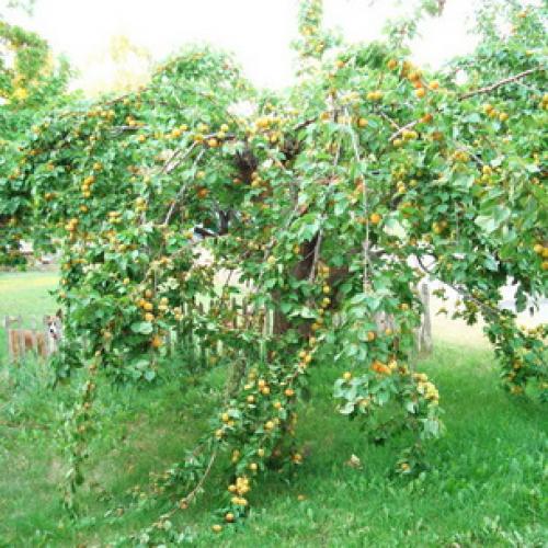 Абрикос самый сладкий сорт. Общее описание 16