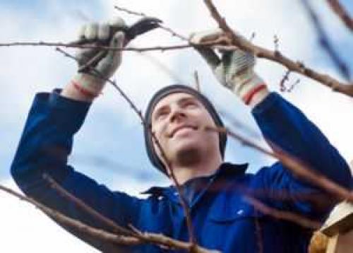 Абрикос самый сладкий сорт. Общее описание 11