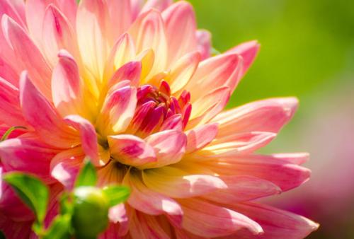 Температура хранения георгинов. Как выкопать клубни георгинов и подготовить их к хранению