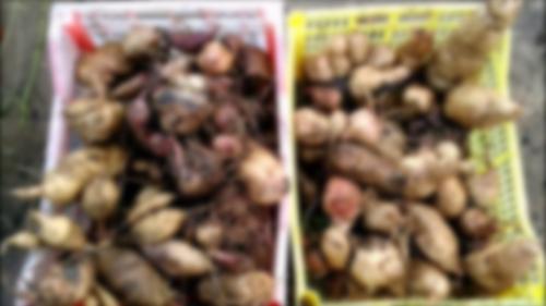 Хранение георгинов зимой в домашних условиях. Добавление статьи в новую подборку 06