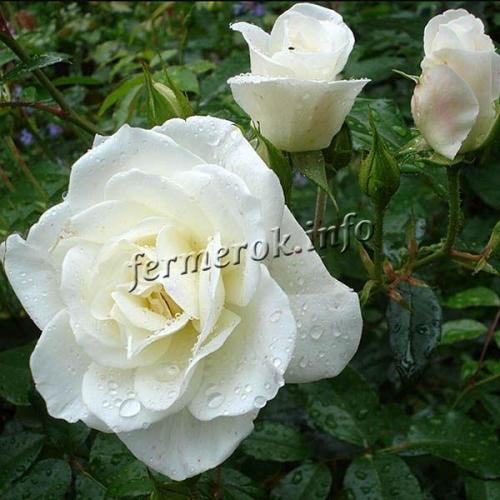 Сорта крупных белых роз. Чайно-гибридные белые розы