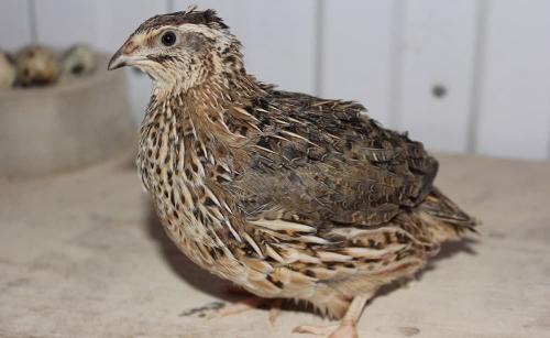 Разведение перепелов в гараже. Разведение перепелов