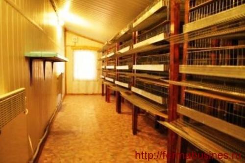 Содержание перепелов без отопления. Клетки для перепелок. Содержание и разведение перепелов зимой.