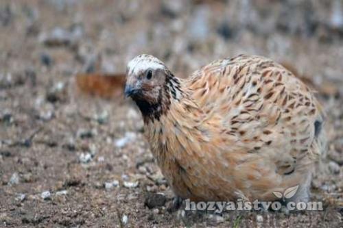 Перепела разведение и содержание в домашних условиях. Разведение перепелов в домашних условиях для начинающих: основные правила 06 Перепела разведение и содержание в домашних условиях. Разведение перепелов в домашних условиях для начинающих: основные правила 06