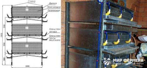 Перепела разведение и содержание в домашних условиях. Разведение перепелов в домашних условиях для начинающих: основные правила 05 Перепела разведение и содержание в домашних условиях. Разведение перепелов в домашних условиях для начинающих: основные правила 05