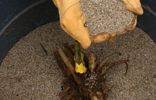 Как и где хранить клубни георгинов зимой в домашних условиях. Зачем и когда выкапывать георгины? 04