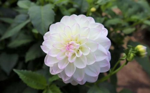 Как сохранить низкорослые георгины зимой. Георгины в контейнере. Современно, красиво, удобно