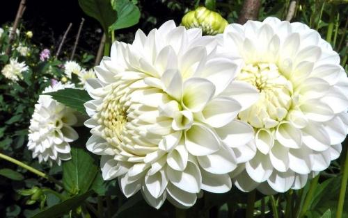 Как сохранить низкорослые георгины зимой. Георгины в контейнере. Современно, красиво, удобно