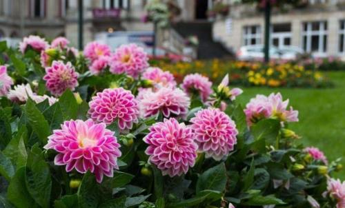 Как сохранить низкорослые георгины зимой. Георгины в контейнере. Современно, красиво, удобно