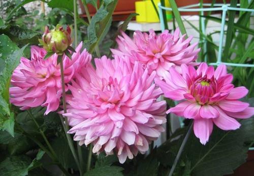 Как сохранить низкорослые георгины зимой. Георгины в контейнере. Современно, красиво, удобно