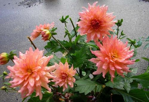 Как сохранить низкорослые георгины зимой. Георгины в контейнере. Современно, красиво, удобно