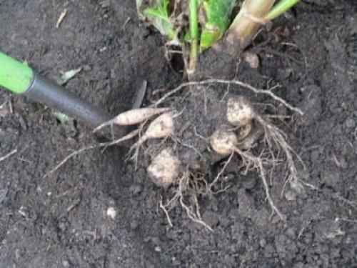 Как хранить георгины до посадки. Как хранить георгины в домашних условиях — подготовка клубней