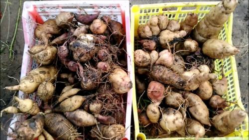 Как хранить клубни однолетних георгинов зимой.. Правила хранения клубней однолетних георгинов 18 Как хранить клубни однолетних георгинов зимой.. Правила хранения клубней однолетних георгинов 18