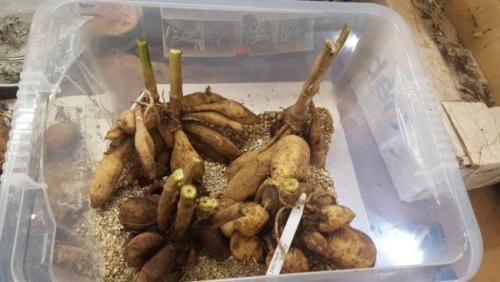 Где хранить клубни георгинов зимой в домашних условиях. Как хранить георгины зимой, хранение в домашних условиях 03