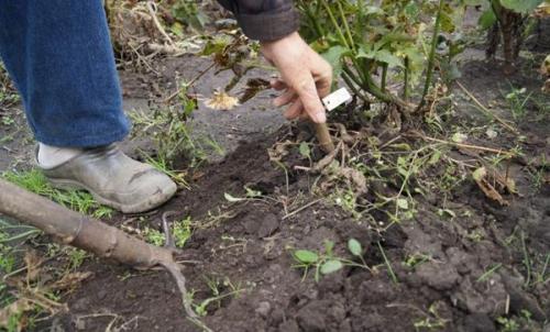 Как хранить георгины если нет погреба. Выкапывание георгин и подготовка к хранению