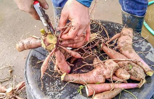 Многолетние георгины хранение. Сортировка и деление посадочного материала