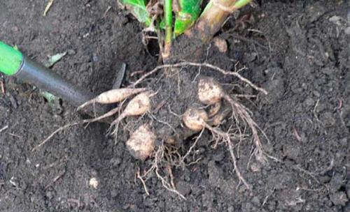 Как хранить георгины если нет погреба. Выкапывание георгин и подготовка к хранению