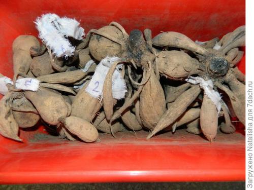 Где хранить клубни георгин зимой. Зимнее хранение георгинов