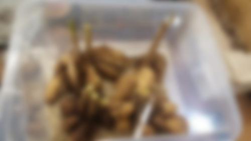 Основные правила хранения клубней георгин зимой. Когда выкапывать георгины 04 Основные правила хранения клубней георгин зимой. Когда выкапывать георгины 04