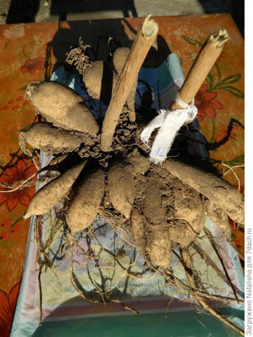 Где хранить клубни георгин зимой. Зимнее хранение георгинов