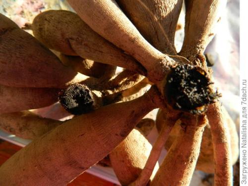 Где хранить клубни георгин зимой. Зимнее хранение георгинов