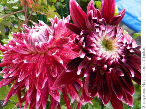 Где хранить клубни георгин зимой. Зимнее хранение георгинов