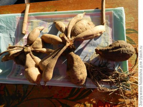 Где хранить клубни георгин зимой. Зимнее хранение георгинов