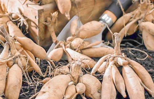 Многолетние георгины хранение. Сортировка и деление посадочного материала