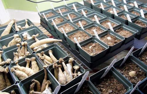 Как хранить карликовые георгины. Георгины в контейнере. Современно, красиво, удобно