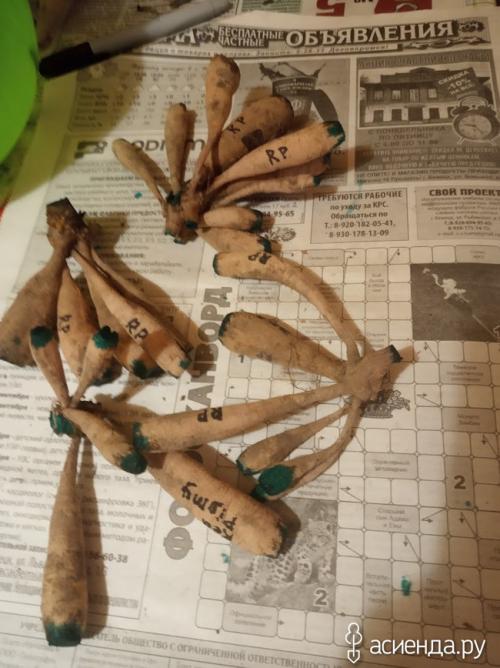 Хранение георгин в пищевой пленке. Хранение клубней георгины в пищевой пленке