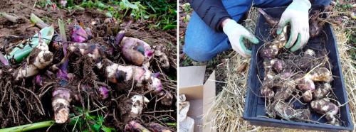 Когда выкапывать канны на зиму. Канны осенью: как правильно выкопать корневища и сохранить их зимой