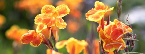 Когда выкапывать канны на зиму. Канны осенью: как правильно выкопать корневища и сохранить их зимой