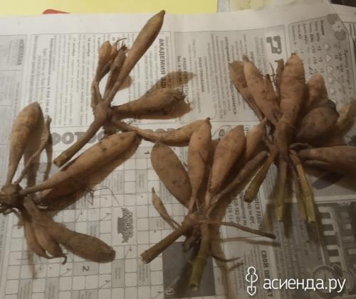 Хранение георгин в пищевой пленке. Хранение клубней георгины в пищевой пленке