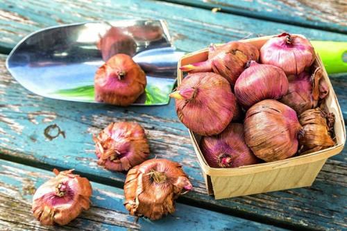 Как хранить гладиолусы зимой