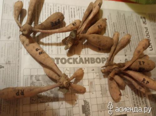 Хранение георгин в пищевой пленке. Хранение клубней георгины в пищевой пленке