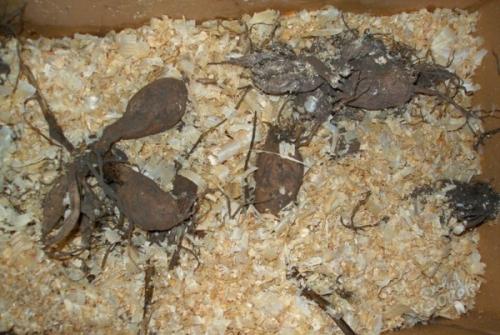 Как хранить георгины. 5 способов сохранить клубни георгинов