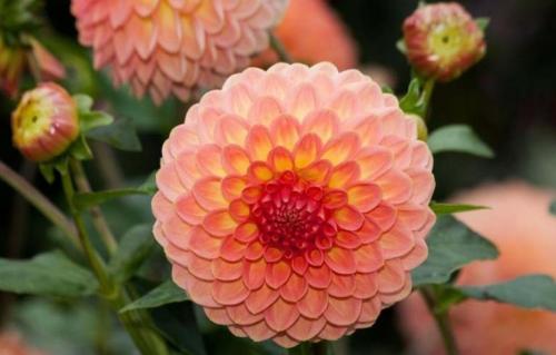 Как хранить карликовые георгины. Георгины в контейнере. Современно, красиво, удобно