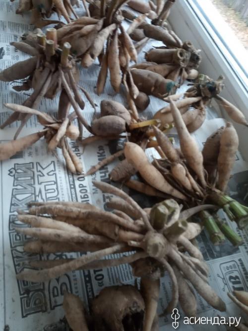 Хранение георгин в пищевой пленке. Хранение клубней георгины в пищевой пленке