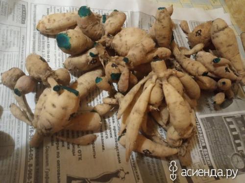 Хранение георгин в пищевой пленке. Хранение клубней георгины в пищевой пленке