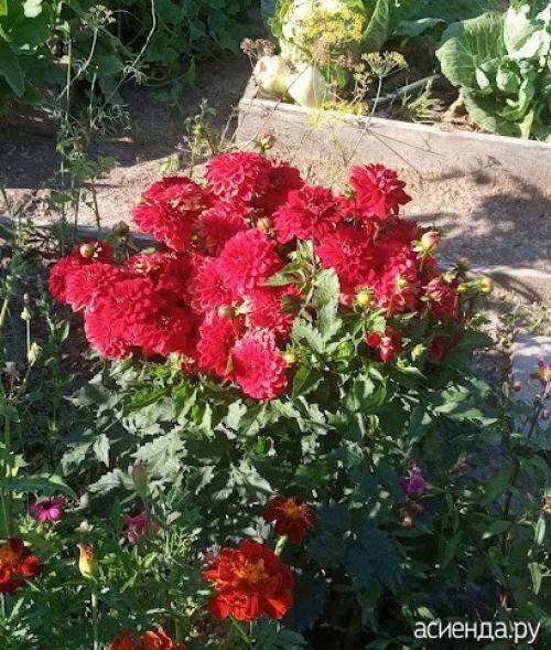 Хранение георгин в пищевой пленке. Хранение клубней георгины в пищевой пленке