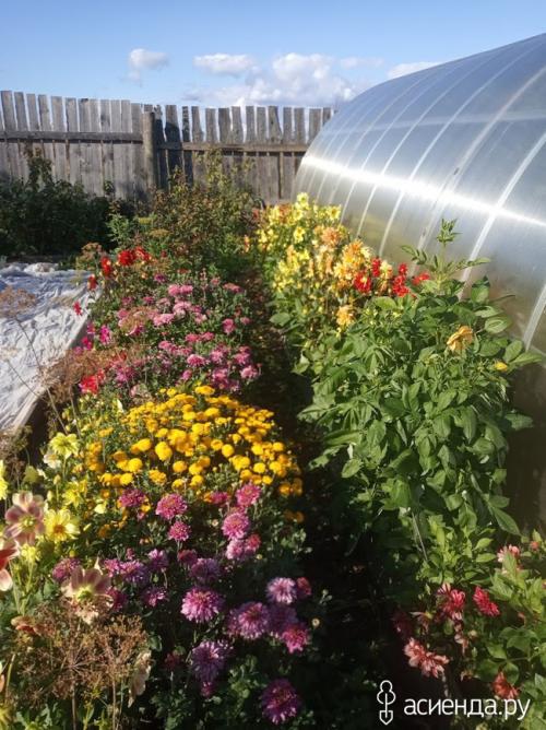 Хранение георгин в пищевой пленке. Хранение клубней георгины в пищевой пленке