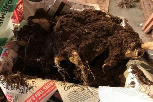 Можно ли не выкапывать георгины на зиму. Когда надо выкапывать георгины на зиму