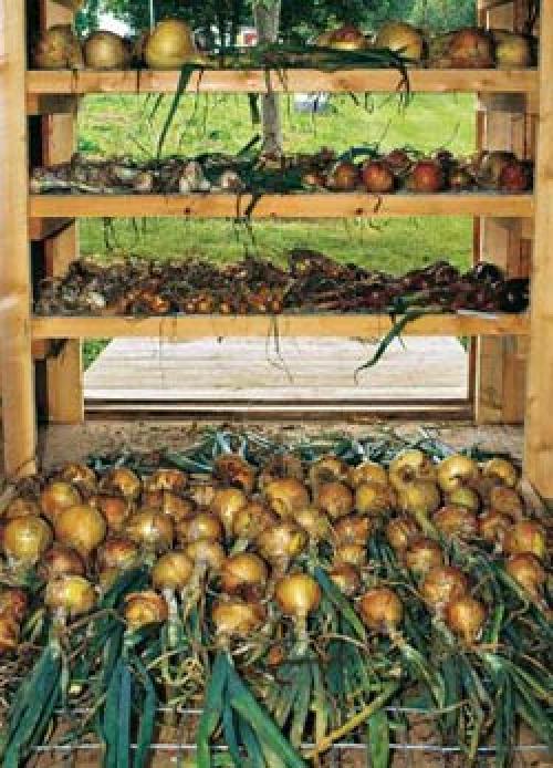 Где и как хранить лук зимой. Как хранить лук в домашних условиях? 02