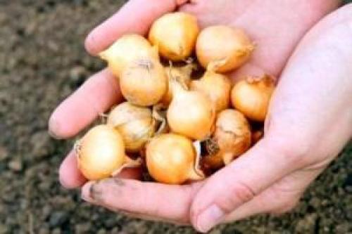 Где хранить лук севок до посадки. Способы и места