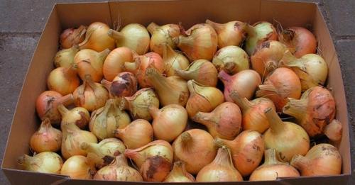 Можно ли хранить лук в холодильнике. Как хранить лук в домашних условиях: как выбрать правильное место для зимовки и сколько урожай можно держать в квартире