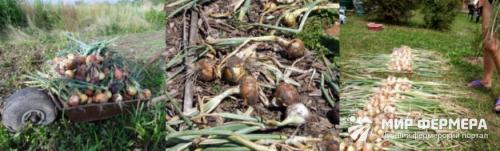 Как хранить лук на балконе. Как хранить лук зимой