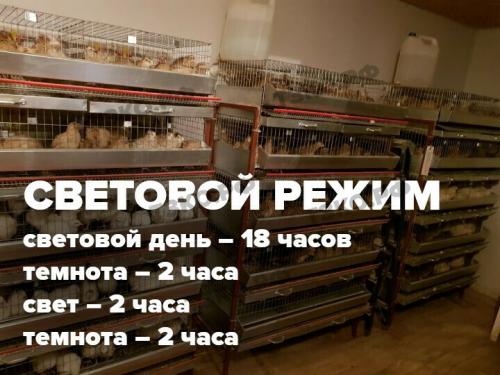 Разведение перепелов в подсобном хозяйстве: основы и секреты успеха 01 Разведение перепелов в подсобном хозяйстве: основы и секреты успеха 01