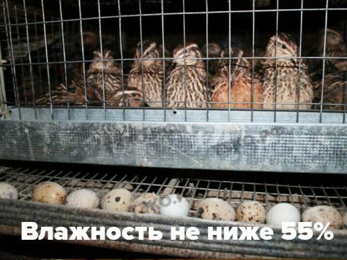 Разведение перепелов в подсобном хозяйстве: основы и секреты успеха 02 Разведение перепелов в подсобном хозяйстве: основы и секреты успеха 02